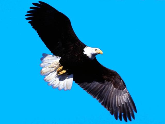 Flying_Eagle_L.jpg